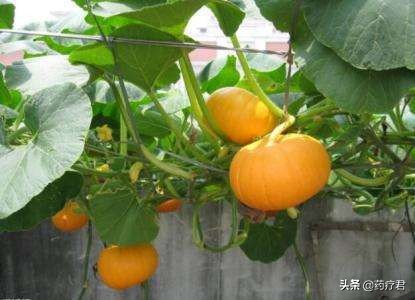 哪六种人不宜吃南瓜,南瓜哪些人不宜吃