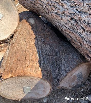 美国硬木干货价格,北美硬木排行