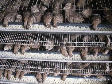 鹌鹑养殖投资计算,鹌鹑的养殖成本及利润率是多少呢