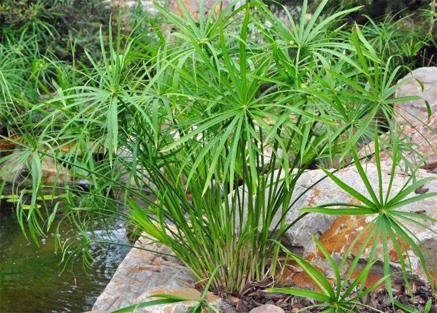 水培水竹黄叶是什么原因引起的,新买水竹怎么培养才不会黄叶