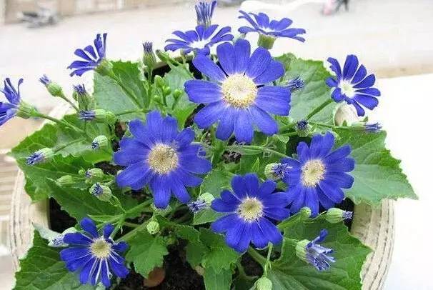 粉色和紫色的植物有哪些,紫色的植物有哪些品种