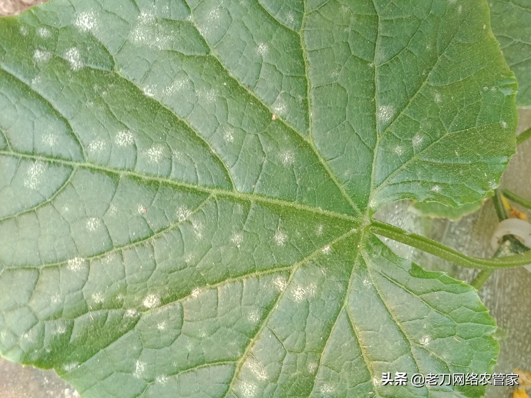 黄瓜得了黄点病怎么办,黄瓜得了白霉病怎么办