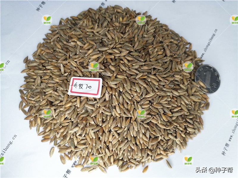 进口黑麦草多少钱一斤,进口蓝标黑麦草草籽价格