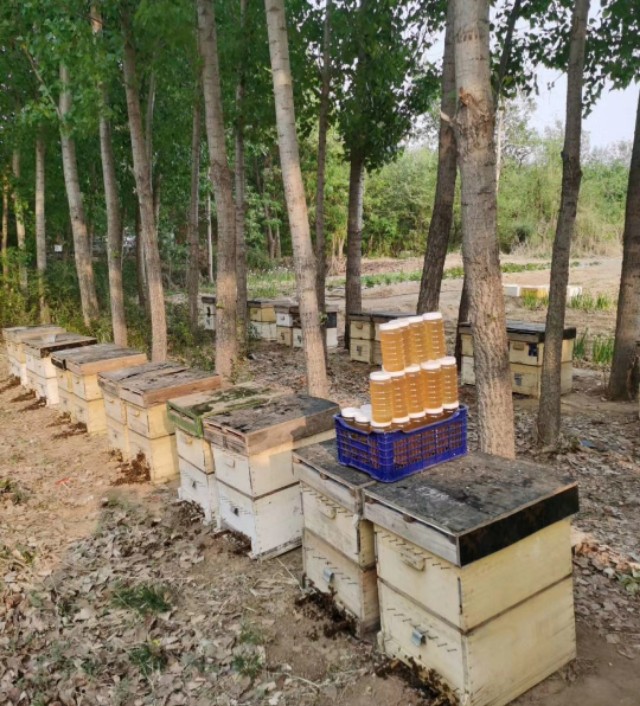 野生虎头蜂蜇人了怎么办,野蜂蜇人吗