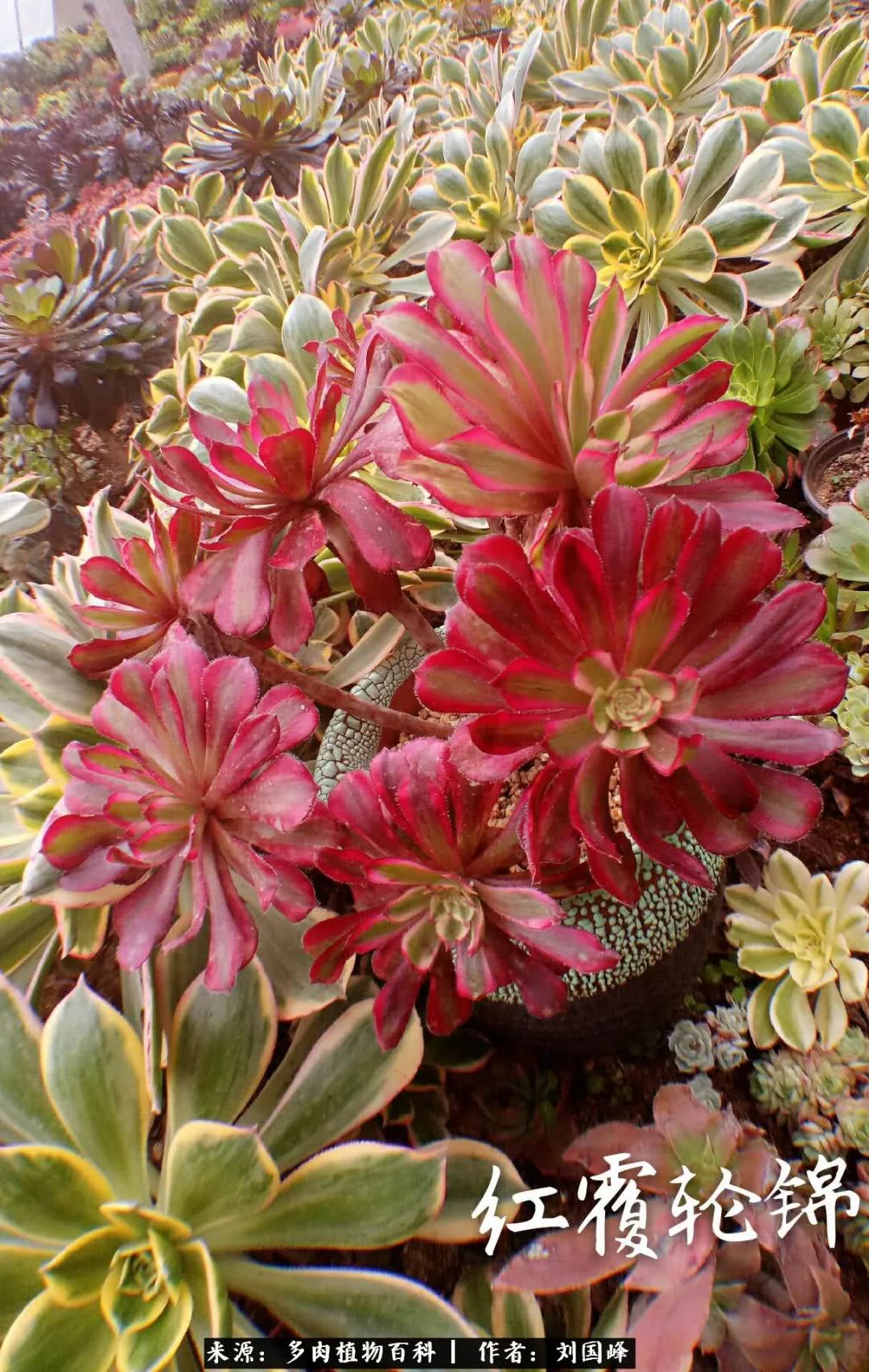 七百元打造的多肉王国，你还缺什么？