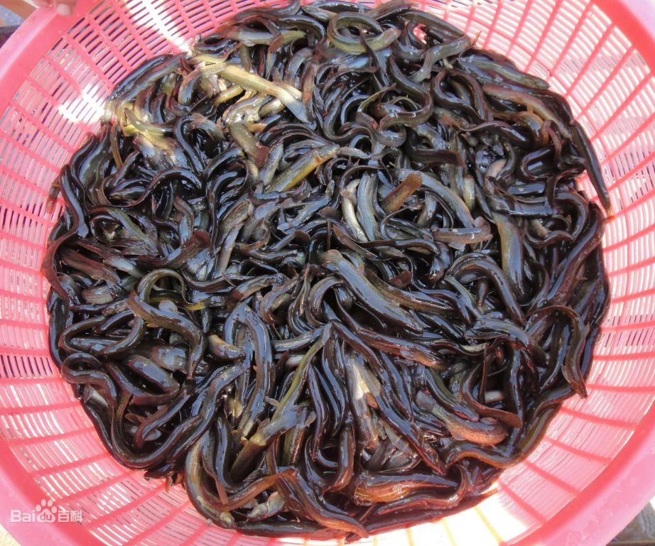 辽宁葫芦岛特产有哪些,辽宁特产有哪些值得带去的