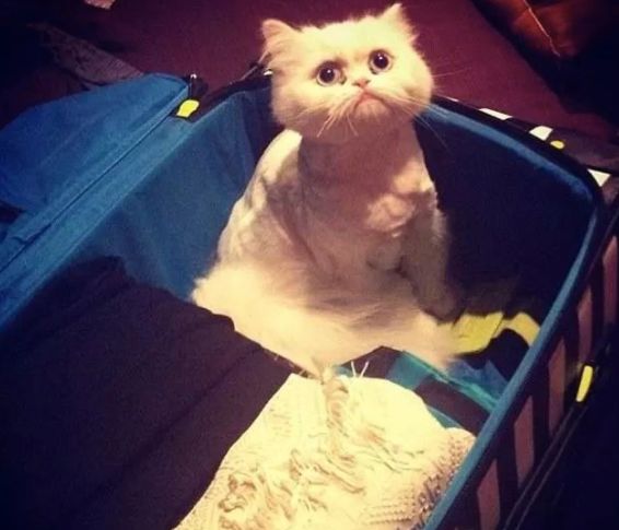 安检时猫在行李箱,安检行李箱有只猫