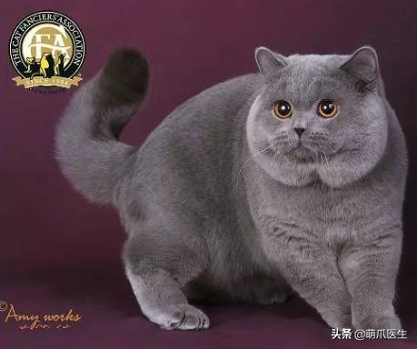 哪个品牌的猫粮把猫吃死了,go猫粮出事后怎么办