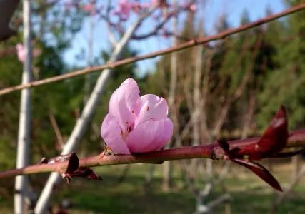 去看万紫千红的花海,五一近郊赏花去看缤纷七彩花田