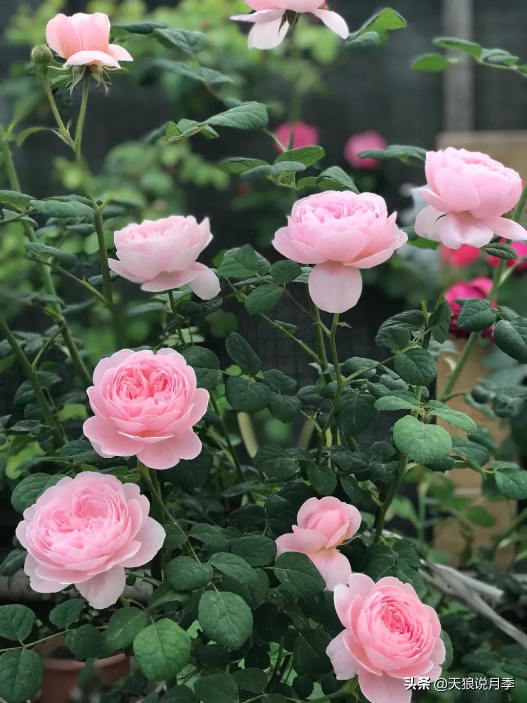 月季春季第一波花要不要剪,月季春季第一波花开后嫁接