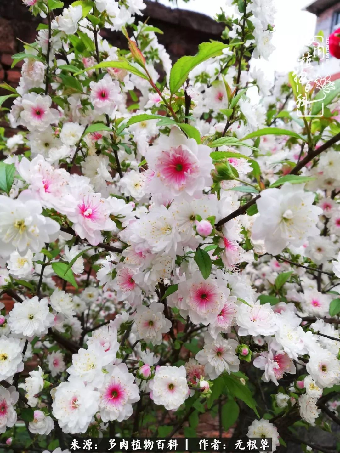 多肉寒冬中茁壮成长,多肉岁月的沉淀