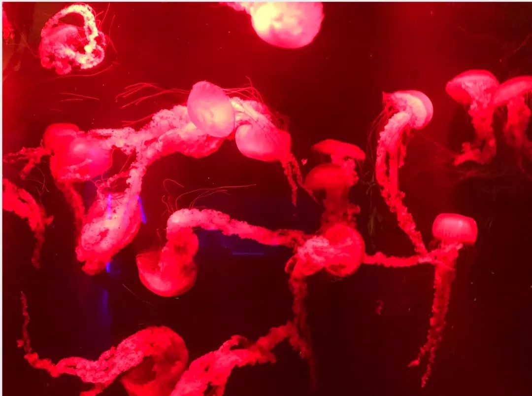 5天亚特兰蒂斯亲子游,带孩子亚特兰蒂斯游玩