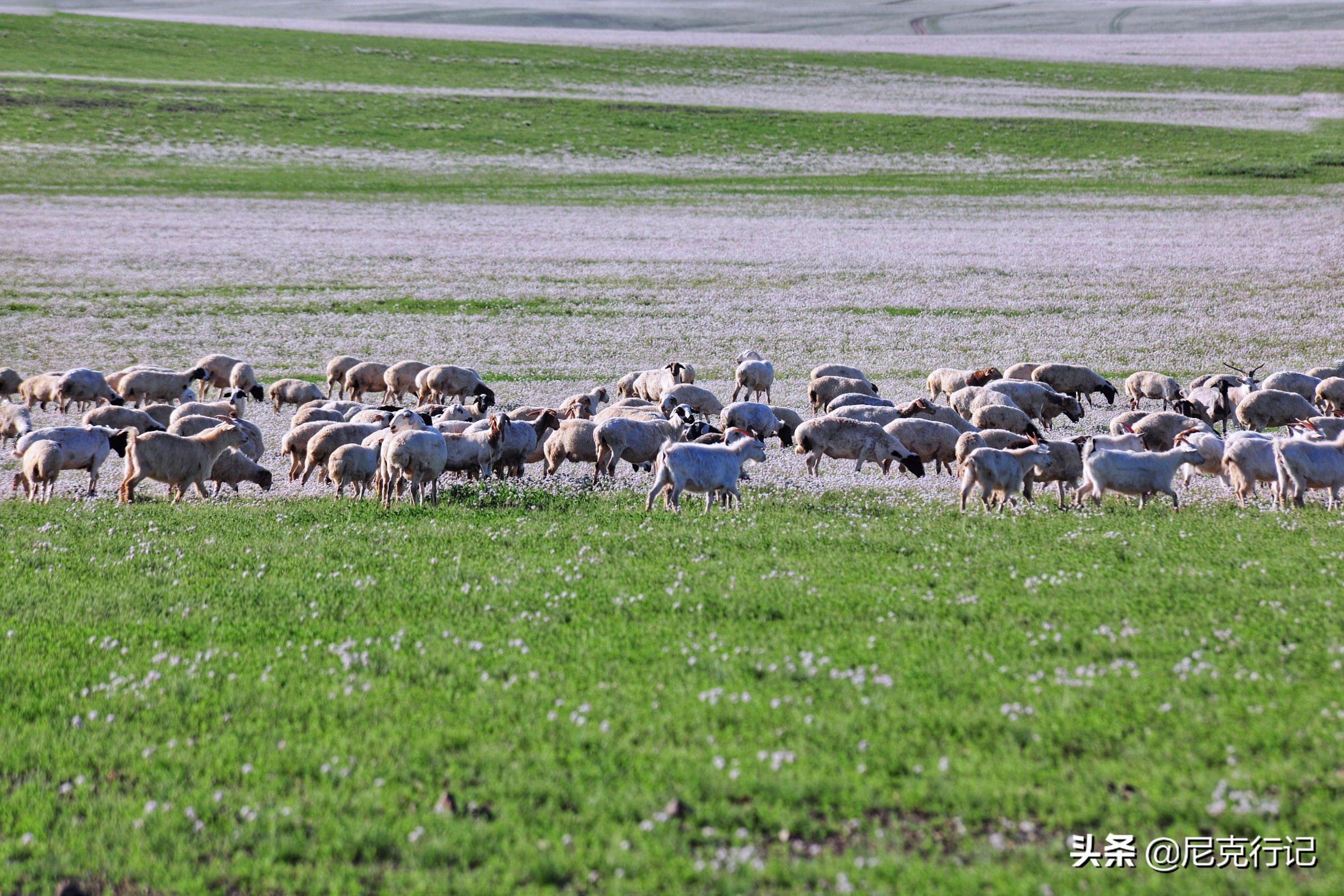 中蒙边境“五畜之家”，牛马羊驼价值500万，边境路用恐龙装饰