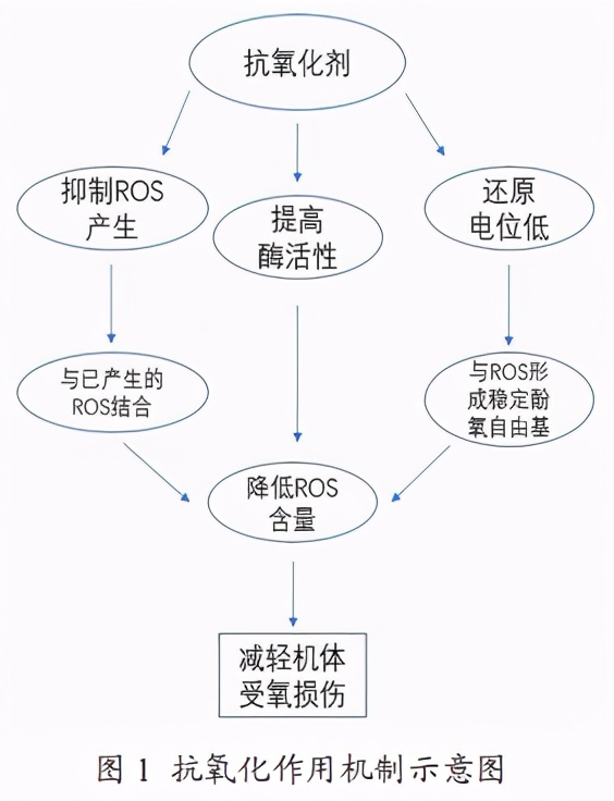 抗氧化剂对肌肉合成的影响,抗氧化剂对免疫系统作用