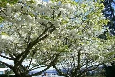 美爆了！让全世界听到，我的名字叫白银！！！