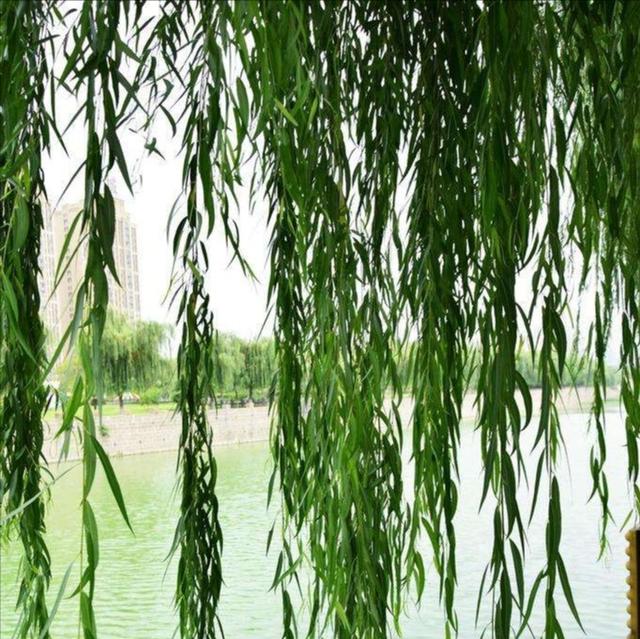 描写柳树的诗句名句,几句描写柳树的优美词句