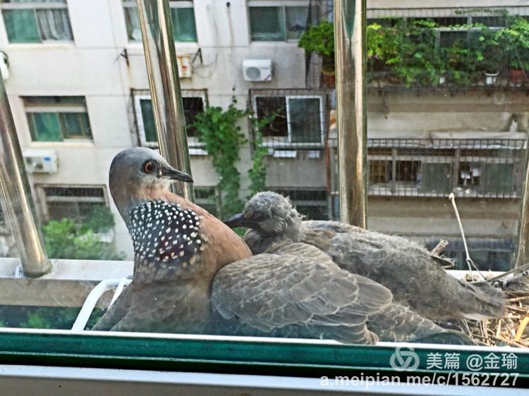 四只小鸟的故事视频,四只白鸟的故事