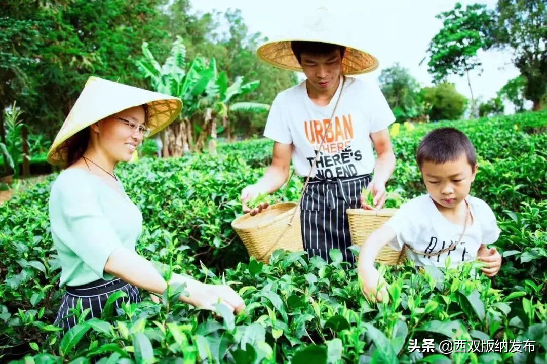 勐海旅游攻略自由行路线图,中国旅游日云南西双版纳