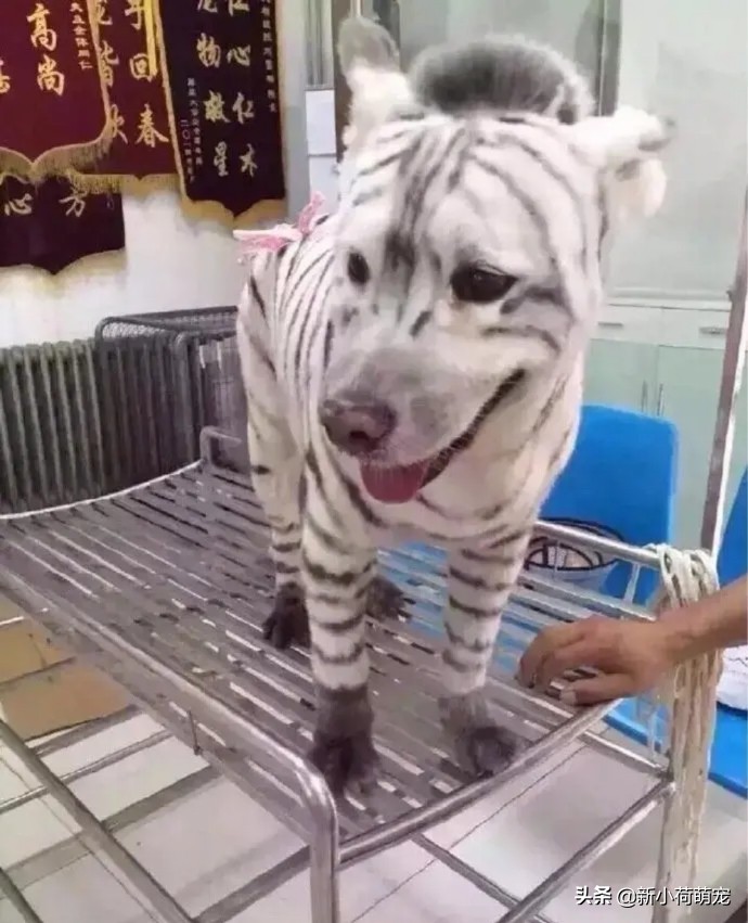 狗子理发后变成羊,狗子剃毛后成羊驼