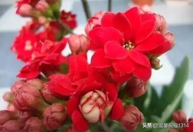 长寿花母亲节,母亲节长寿花视频