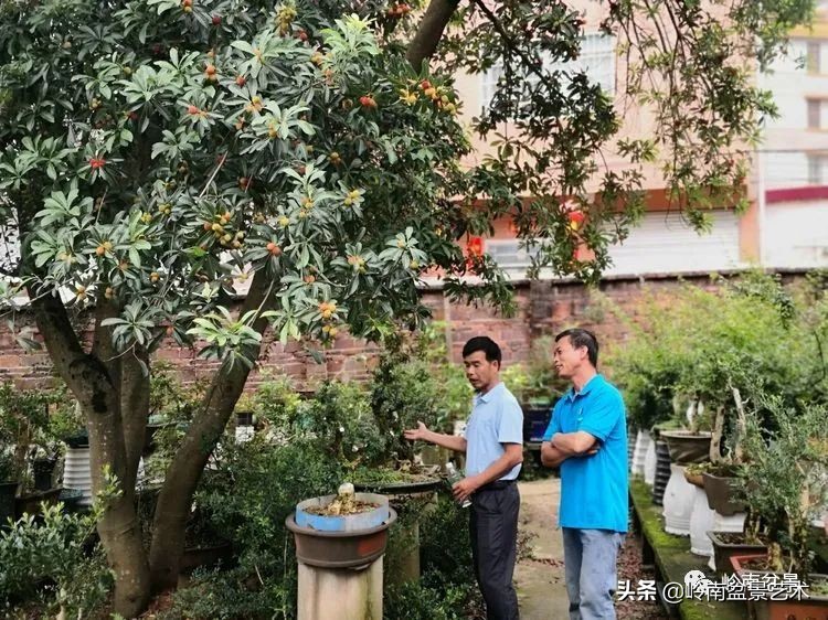 广东的盆景有哪些,适合广东玩的盆景