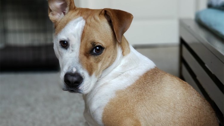 宠物狗狗不能吃哪些食物,喂养狗狗的禁忌食物