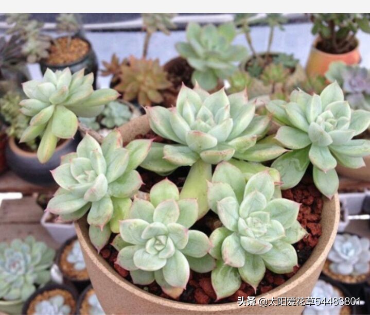 月亮仙子多肉不晒太阳可以吗,多肉月亮仙子能耐几度低温