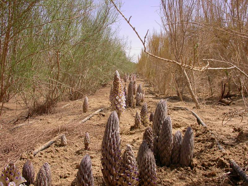 这种沙漠人参，今年价格升至300元一斤全卖完，农民后悔：种太少