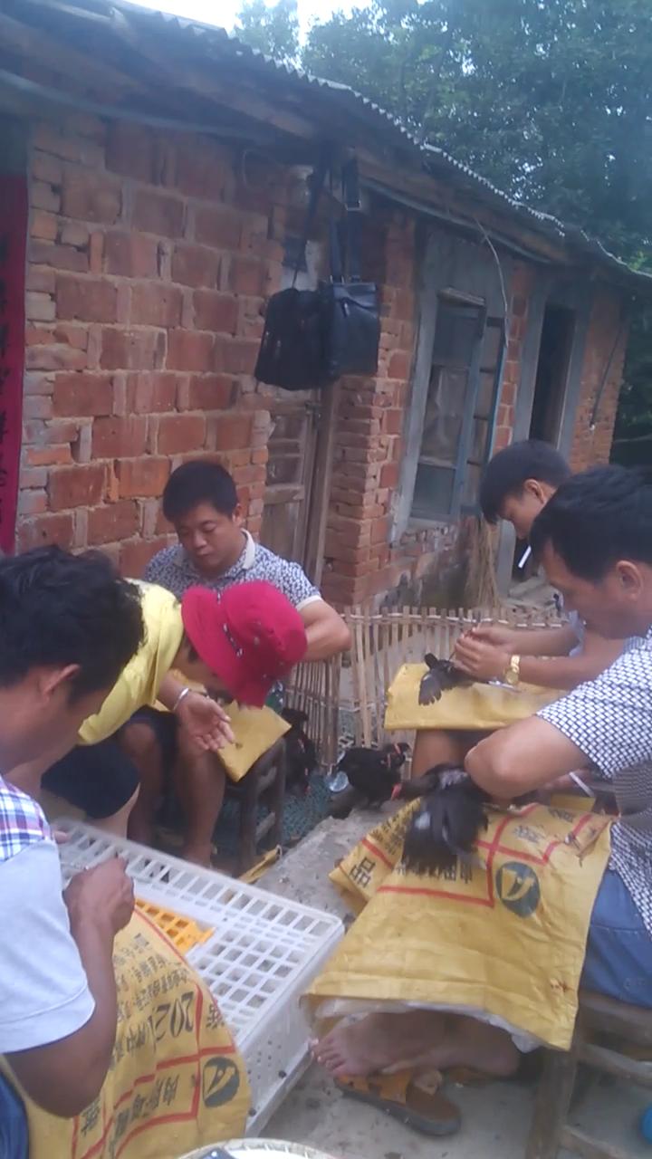 阉鸡和没有阉的鸡有啥区别,阉鸡怎么阉的步骤