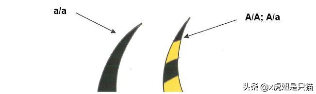 布偶猫繁育颜色,布偶猫如何繁育最好的品相