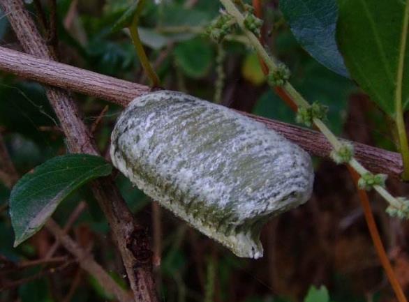 昆虫界的顶尖杀手,昆虫界的生存法则也残忍