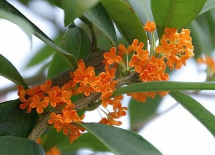 能够散发香味的植物提取物,盆栽香花推荐