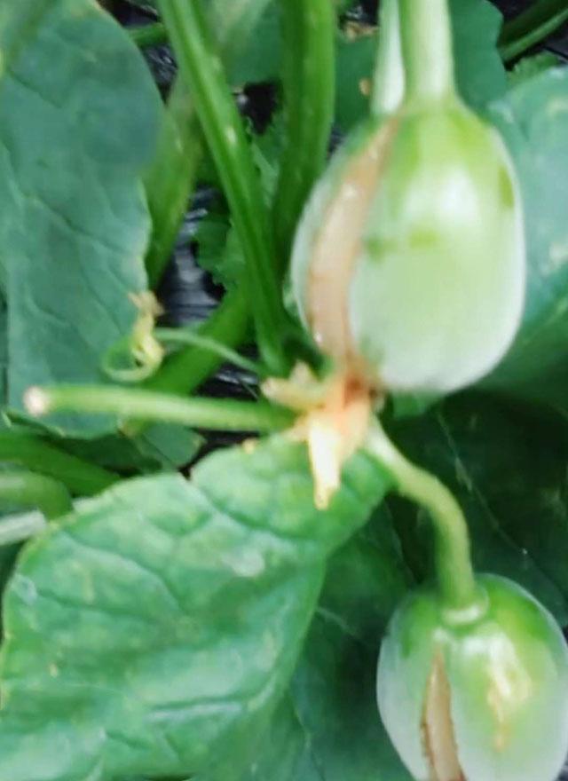 绿宝甜瓜授粉后幼瓜裂瓜怎么解决,绿宝瓜裂瓜怎么办