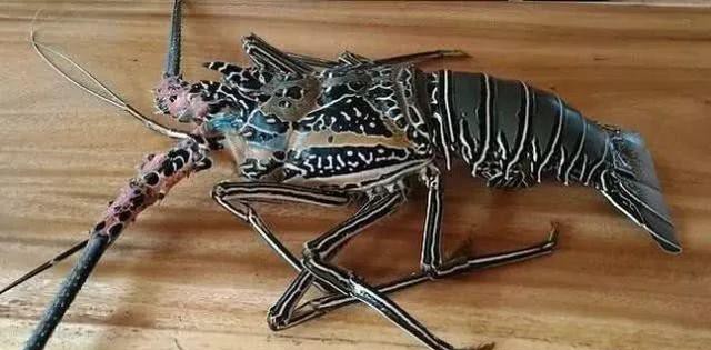 哪种海鲜的味道最鲜美,世界上最鲜美的海鲜