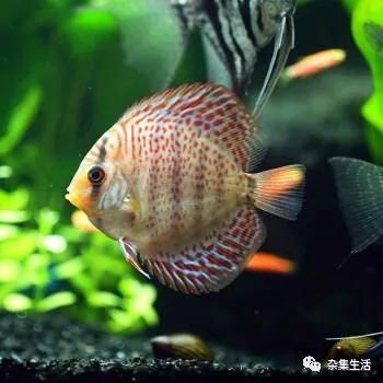 热带观赏鱼哪种容易养,热带小型观赏鱼饲养难易程度排名