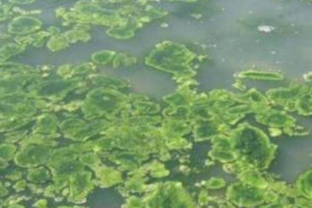 虾田里青苔怎样除掉不伤虾苗,稻田虾青苔治理