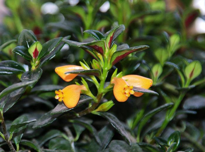 好养皮实的吊兰植物,金鱼吊兰怎么养一年开次花