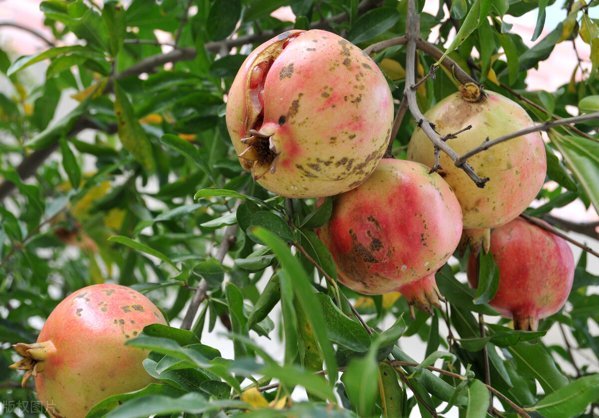 山东软籽石榴树苗种植基地,四川种植突尼斯软籽石榴树