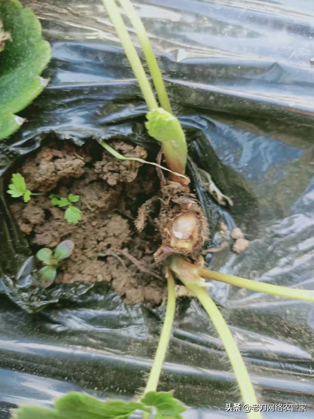 草莓花开了蔫了怎么办,草莓开花不结果用什么药