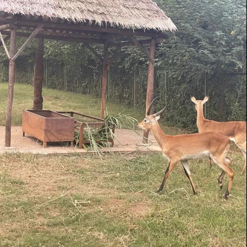 合肥首家室内动物园在哪,合肥新桥动物园