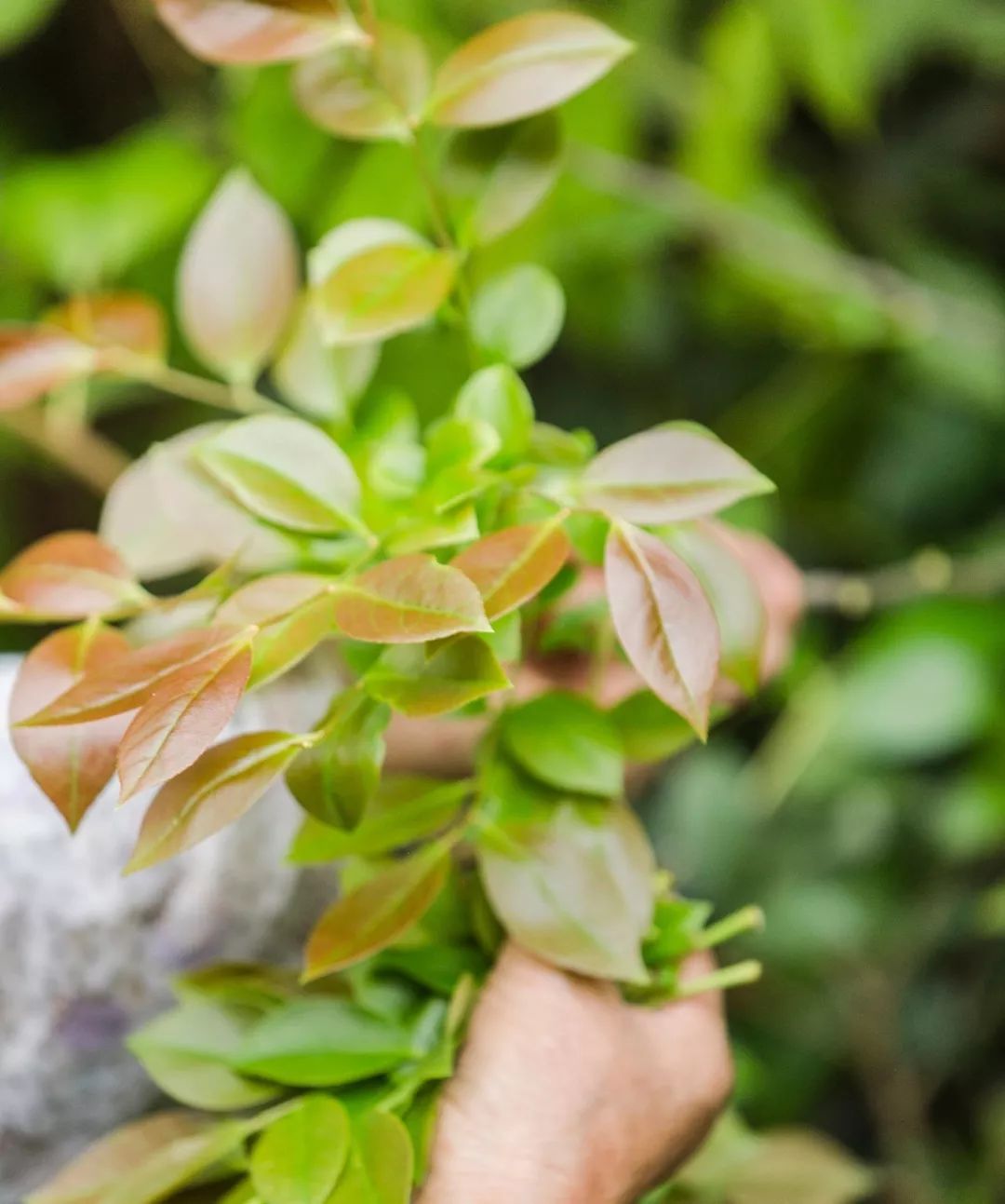 味道研究所,味道研究所上海