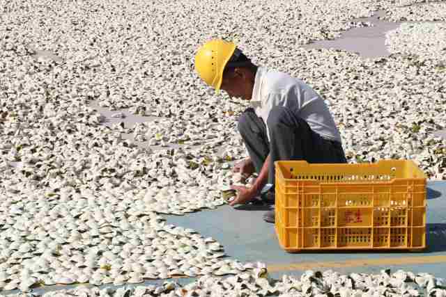 新会陈皮产业链总产值145亿元,新会陈皮年产值多少