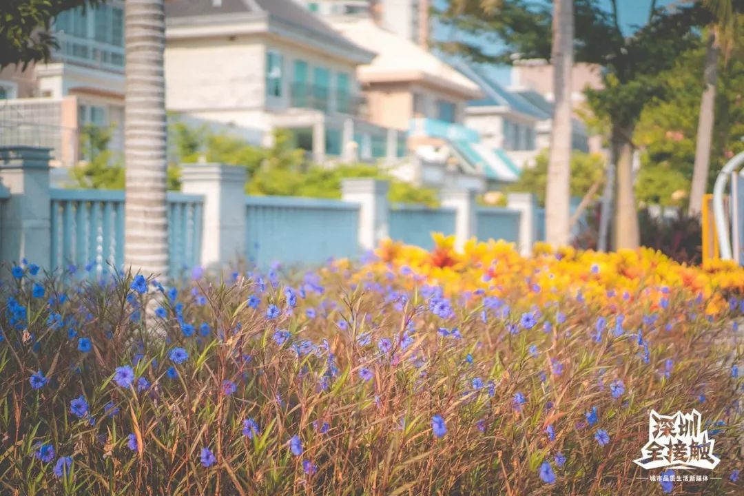再见了，香港！深圳这条街也能免税买港货啦