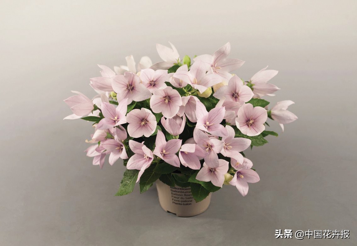 又到了吃桔梗、赏桔梗的好时节，你准备好了吗？