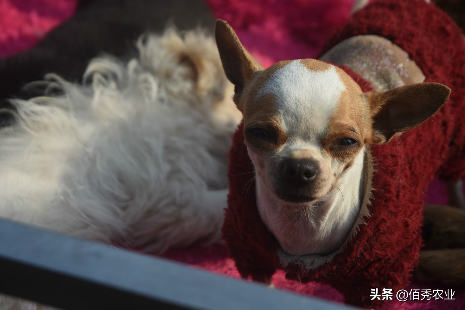 农村致富养殖新品种成功案例,农村养殖业什么最好养比较赚钱