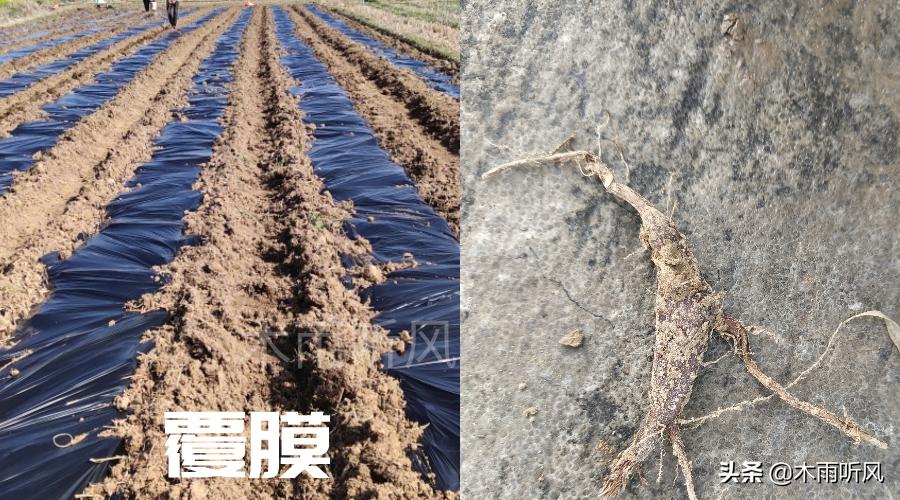 土壤杂草种子怎样去除,有什么办法可以杀死杂草和树根