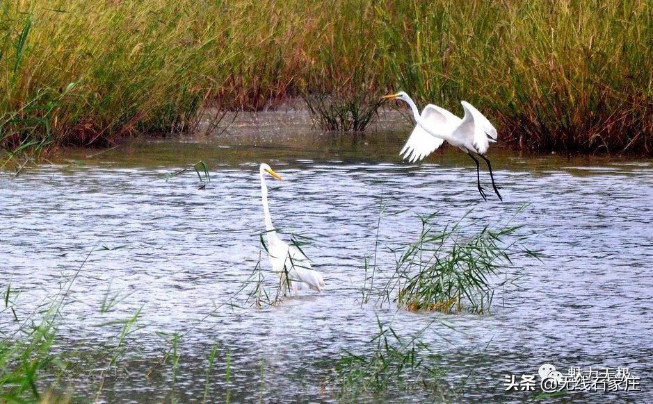 澶х編鏃犳瀬楂樻竻鐩存挱,澶х編鏃犳瀬