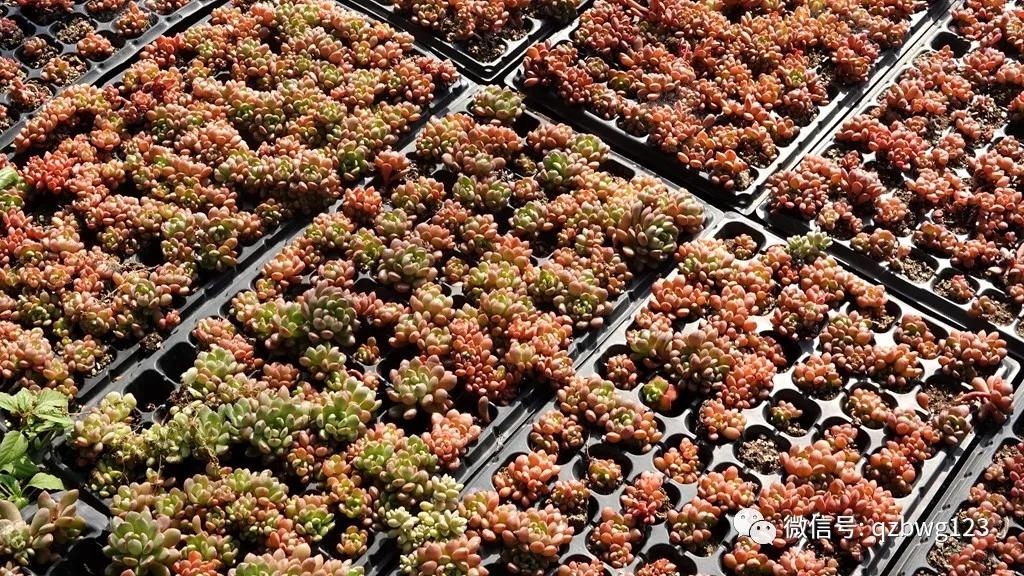 河北曲周多肉植物批发,曲周县西木多肉科技