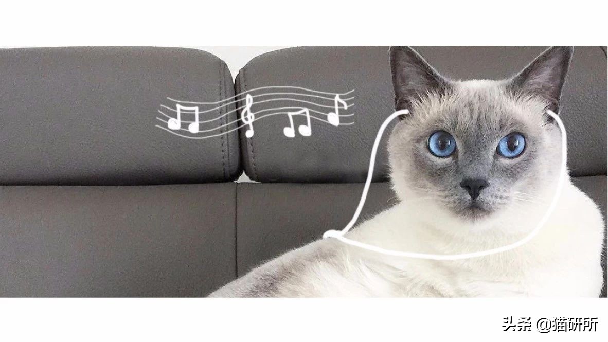 喵星人也爱音乐！只是不喜欢你听的那种...
