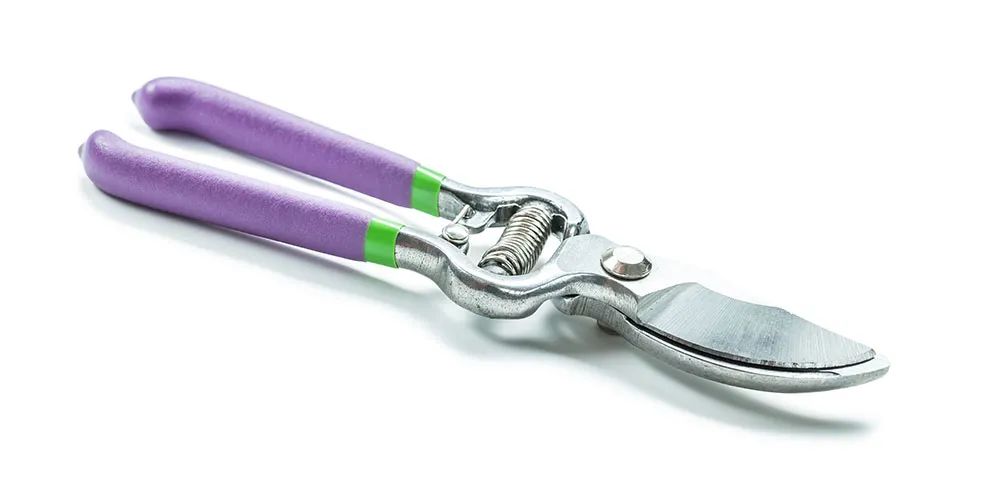 被低估的植物,被低估的水培花卉